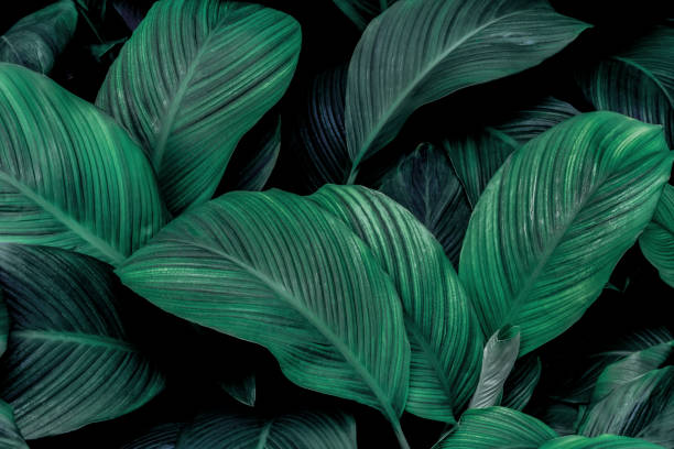 istock green leaves for background and wallpaper 1212387614