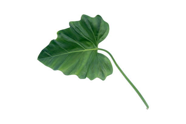 istock green leaves for background and wallpaper 1212387615