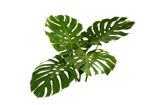 istock green leaves for background and wallpaper 1212387625