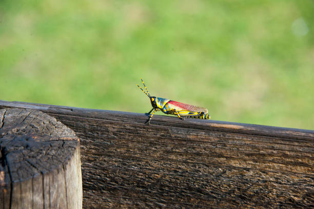 gafanhoto único na madeira - grasshopper locust isolated multi colored - fotografias e filmes do acervo