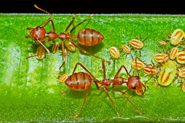 istock Ant and Aphid on green branch. 1212389866