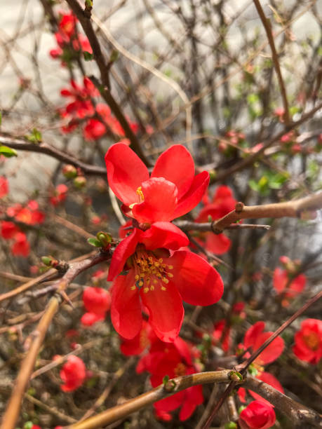 istock Red bush in spring at the seashore 1212390326