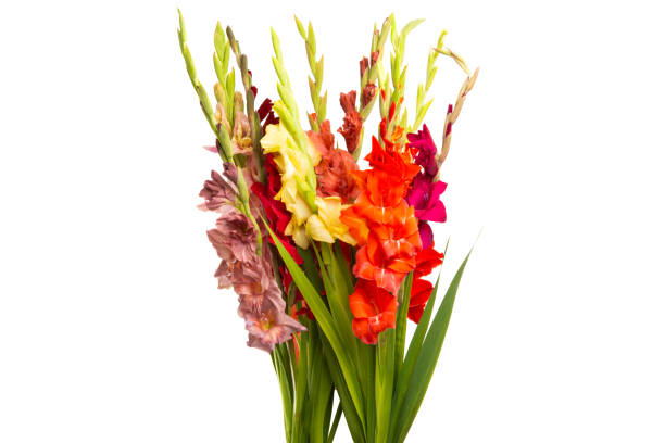 istock bouquet of gladioli isolated 1212391154