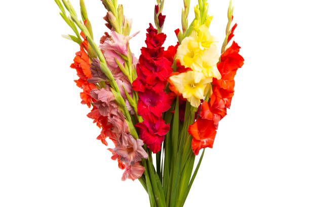 istock bouquet of gladioli isolated 1212391255