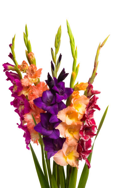 istock bouquet of gladioli isolated 1212391325