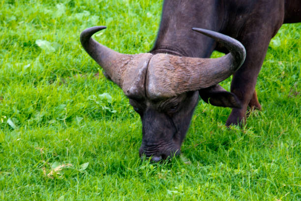 african buffalo (syncerus caffer) seen on tooth & claw safari in schotia private game reserve, south africa
