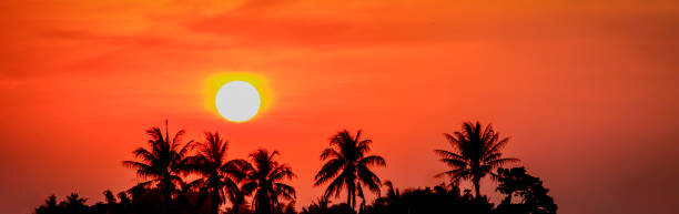 istock Silhouette coconut trees at beautiful big sunset in summer 1212391565