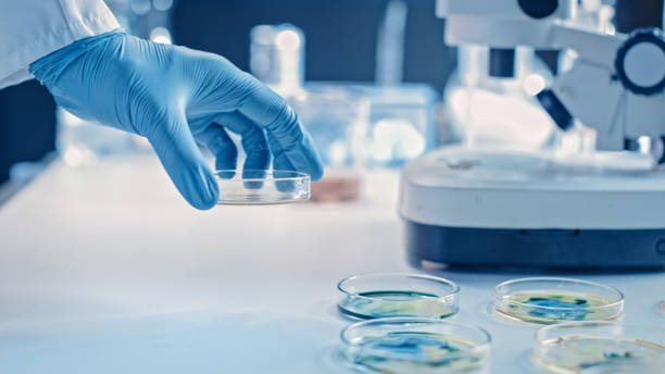 Scientist Works with Petri Dishes with Various Bacteria, Tissue and Blood Samples. Concept of Pharmaceutical Research for Antibiotics, Curing Disease with DNA Enhancing Drugs. Moving Close-up Macro Scientist Works with Petri Dishes with Various Bacteria, Tissue and Blood Samples. Concept of Pharmaceutical Research for Antibiotics, Curing Disease with DNA Enhancing Drugs. Moving Close-up Macro crispr photos stock pictures, royalty-free photos & images