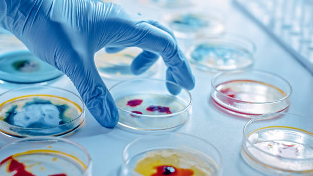 istock Scientist Works with Petri Dishes with Various Bacteria, Tissue and Blood Samples. Concept of Pharmaceutical Development for Antibiotics, Curing Disease with DNA Enhancing Drugs. Moving Close-up Macro 1212392757