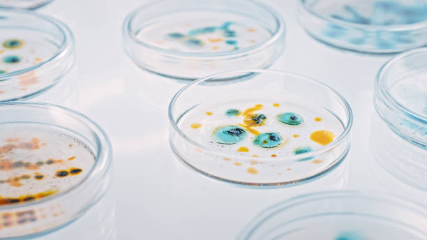 istock Microbiology Laboratory: Petri Dishes with Various Bacteria Samples, Pipette Drops Liquid Solution. Concept of Pharmaceutical Research of Antibiotics, Curing Disease Fighting Epidemics. Close-up Macro 1212392761