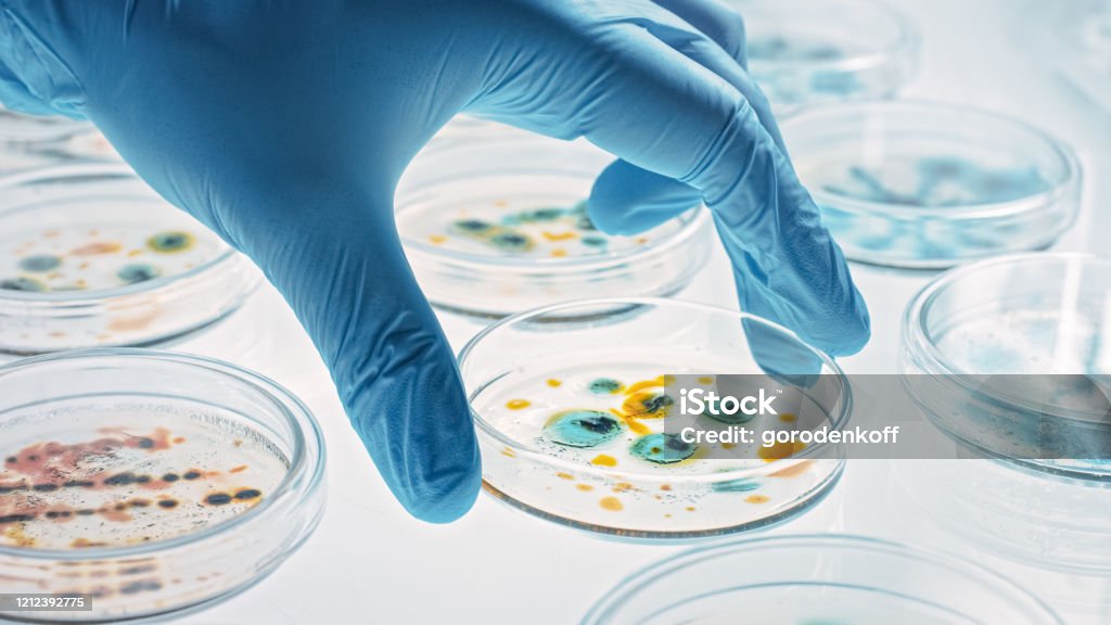 Scientist Works with Petri Dishes with Various Bacteria, Tissue and Blood Samples. Concept of Pharmaceutical Research for Antibiotics, Curing Disease with DNA Enhancing Drugs. Moving Close-up Macro Bacterium Stock Photo