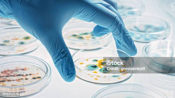 Scientist Works With Petri Dishes With Various Bacteria Tissue And Blood Samples Concept Of Pharmaceutical Research For Antibiotics Curing Disease With Dna Enhancing Drugs Moving Closeup Macro Stock Photo - Download Image Now