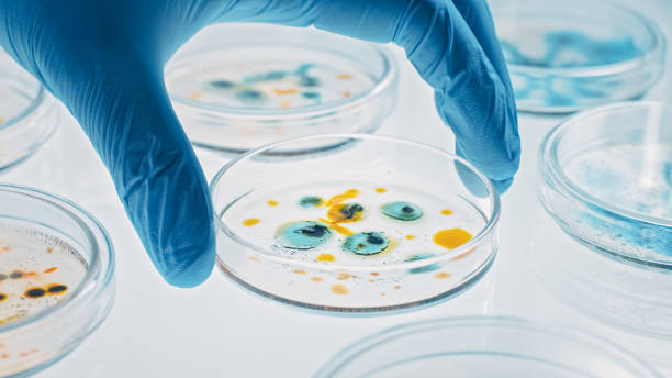 istock Scientist Works with Petri Dishes with Various Bacteria, Tissue and Blood Samples. Concept of Pharmaceutical Research for Antibiotics, Curing Disease with DNA Enhancing Drugs. Moving Close-up Macro 1212392777