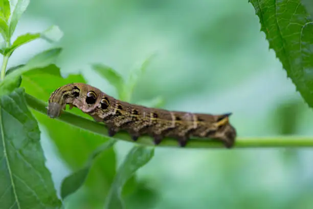 Photo of Extreme close up of Elephant Hawk Moth caterpillar on leaf stem