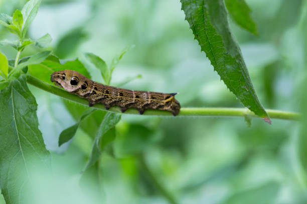 Extreme close up of Elephant Hawk Moth caterpillar on leaf stem