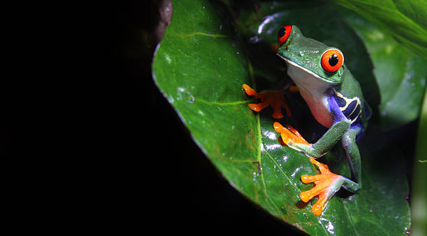 Red-Eyed Tree Frog  red amphibian frog animals in the wild stock pictures, royalty-free photos & images