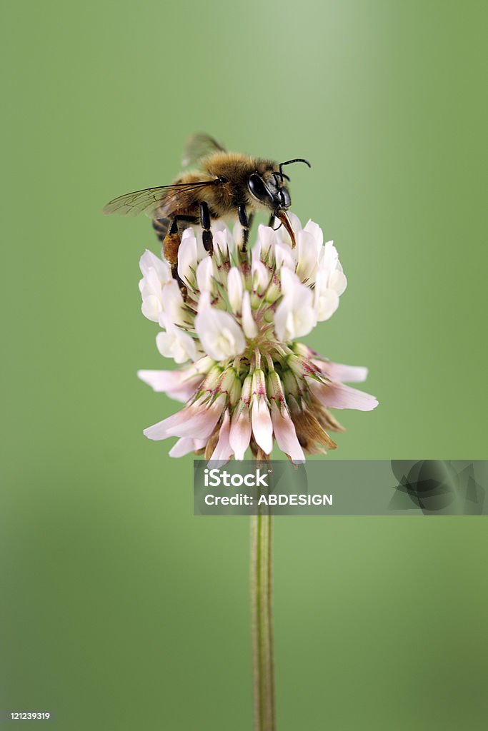 Honey Bee  Animal Stock Photo