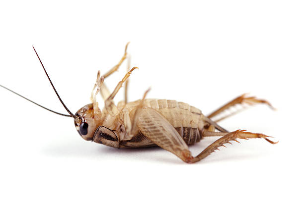dead cricket - cırcır böceği böcek stok fotoğraflar ve resimler