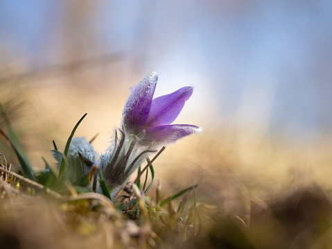 Pulsatilla grandis single flower blooming in the early spring on meadow