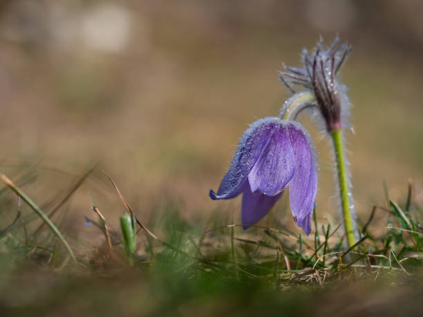 istock Pulsatilla grandis blooming in the early spring 1212394477