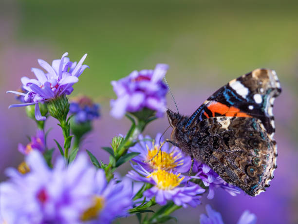 istock Red admiral butterfly (vanessa atalanta) sitting on Chrysanthemums flower 1212394547