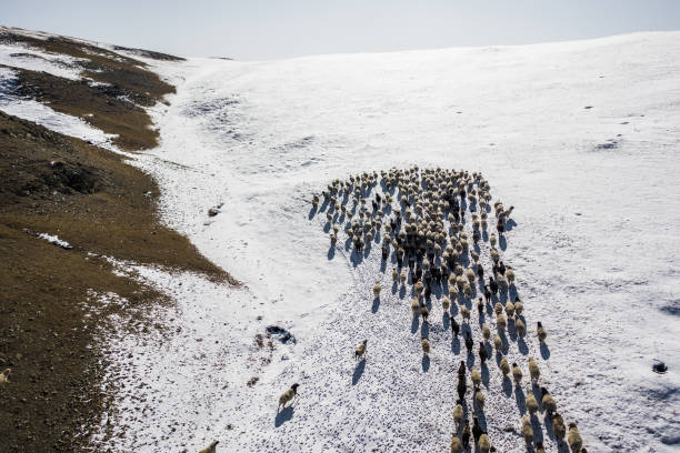 istock Aerial view of reindeer herd in Mongolia 1212395761