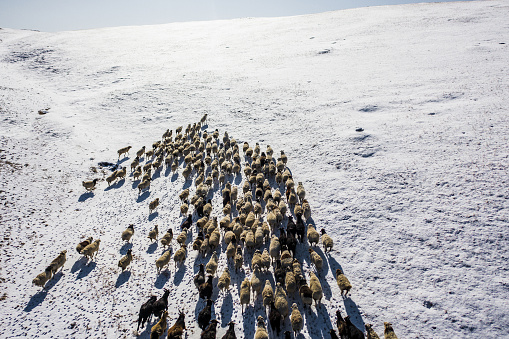 Scenic aerial  view of reindeer herd in Mongolia