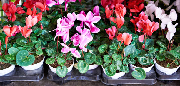 istock Cyclamen flowers in store 1212395951