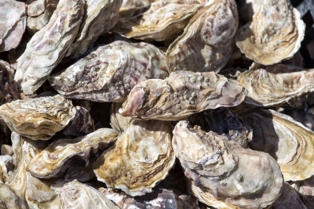 istock Raw oysters at market in Cancale 1212396153