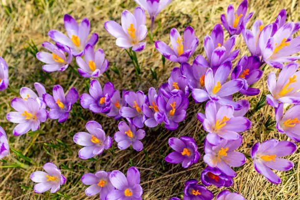 Crocus closeup from above, purple flowers background. Early spring in mountains with blooming flowers from top.
