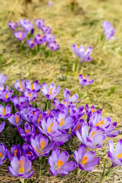 Crocus closeup over green grass, flowers landscape. Early spring in mountains with blurred background.