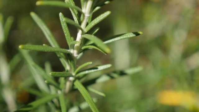 Slow tilt on Rosmarinus officinalis needles of tasty spicy bush close-up 4K