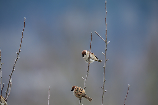 Portrait of Eurasian tree sparrow sitting on the branch tree