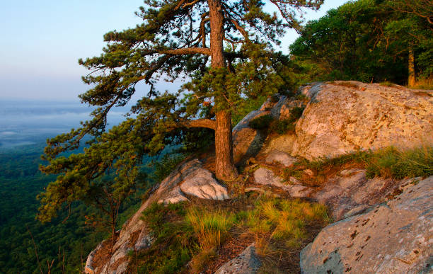 Pitch Pine in The Gunks stock photo