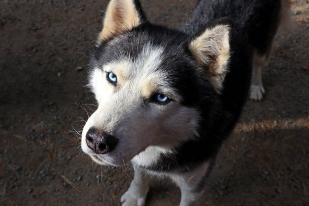 istock Siberian husky dog close-up. 1212399313