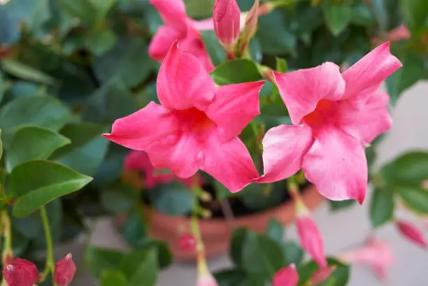 Mandevilla flower close up