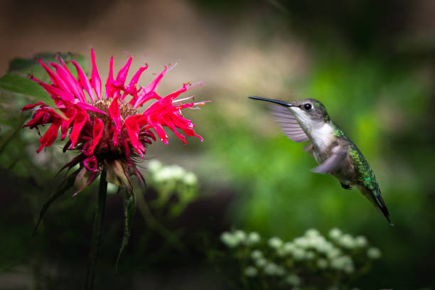 istock A ruby-throated hummingbird hovers near a red flower 1212401752
