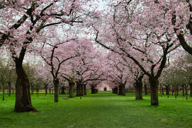 istock japanese cherry blossom - Schwetzingen Germany 1212401760