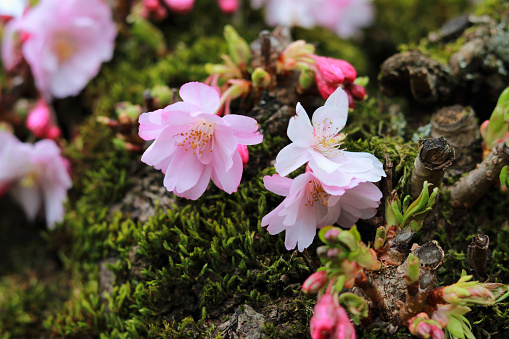 japanese cherry blossom - Schwetzingen Germany