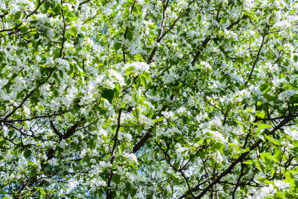 istock Blossoming apple tree (Malus prunifolia, Chinese apple, Chinese crabapple) spread the fragrant aroma. The apple tree in the full bloom on the sunlight. Flowers apple tree close-up. 1212402014
