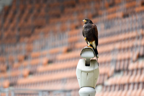 Harris Hawk - Profile portrait