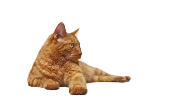 istock Cute ginger cat lying down and looking curious sideways. Isolated on white background. 1212402707