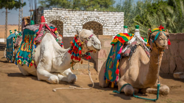 istock Camels in nubian village, Egypt 1212402791