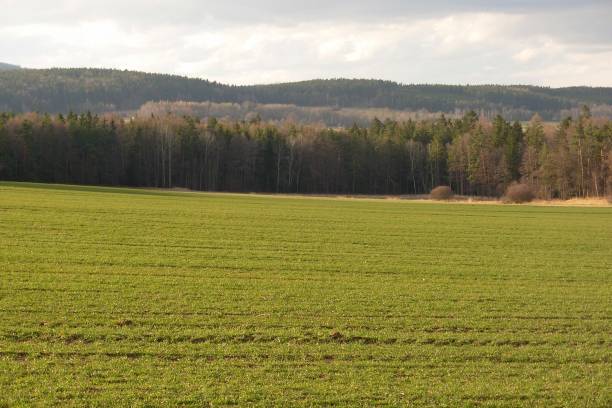 istock Blanky Les Forest, Czech Republic 1212403164