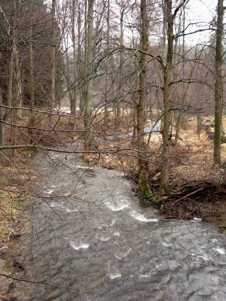 istock Pernstejn Forest, Czech Republic 1212403728
