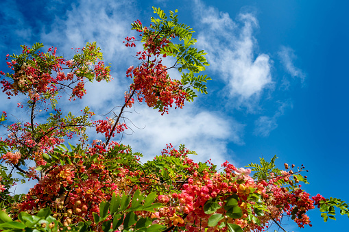 Poinciana tree in bloom at the Cairns Esplanade, Cairns, Australia.