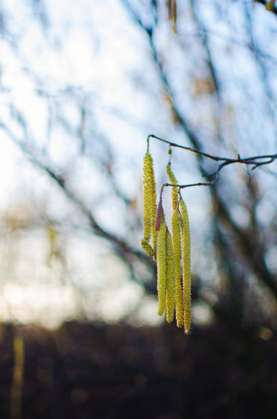 istock willow branch in the spring for holidays or with leaves 1212405734