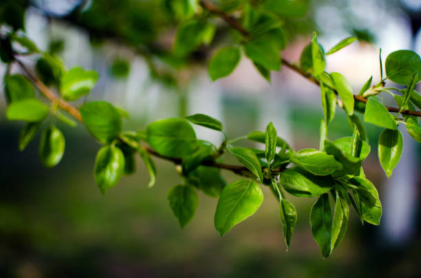 Abstraction growing green leaves on a light backgrod