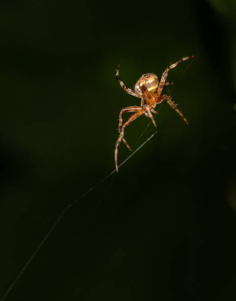 istock A furrow spider isolated against a dark blurred background 1212405833