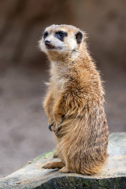 istock meerkat face close up 1212406170